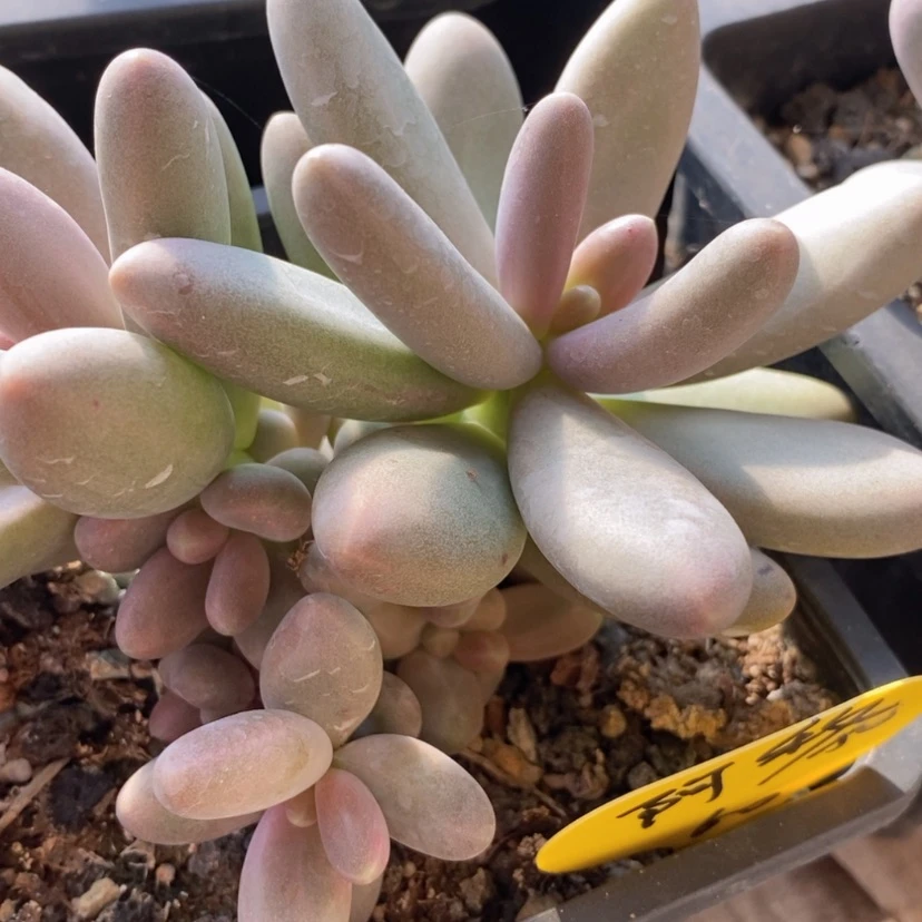 【闪购商品】阿***虫糖果美人