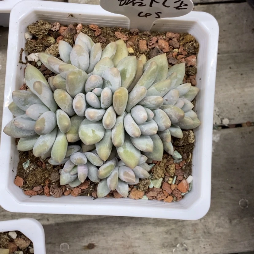 【闪购商品】洛*尘香水