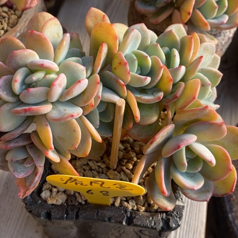 【闪购商品】洛*尘白月光