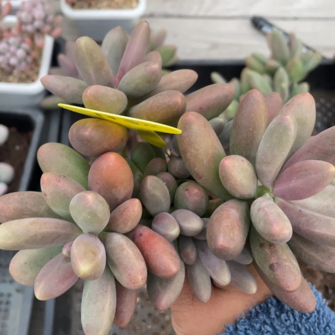 糖果美人群生一个无砍115