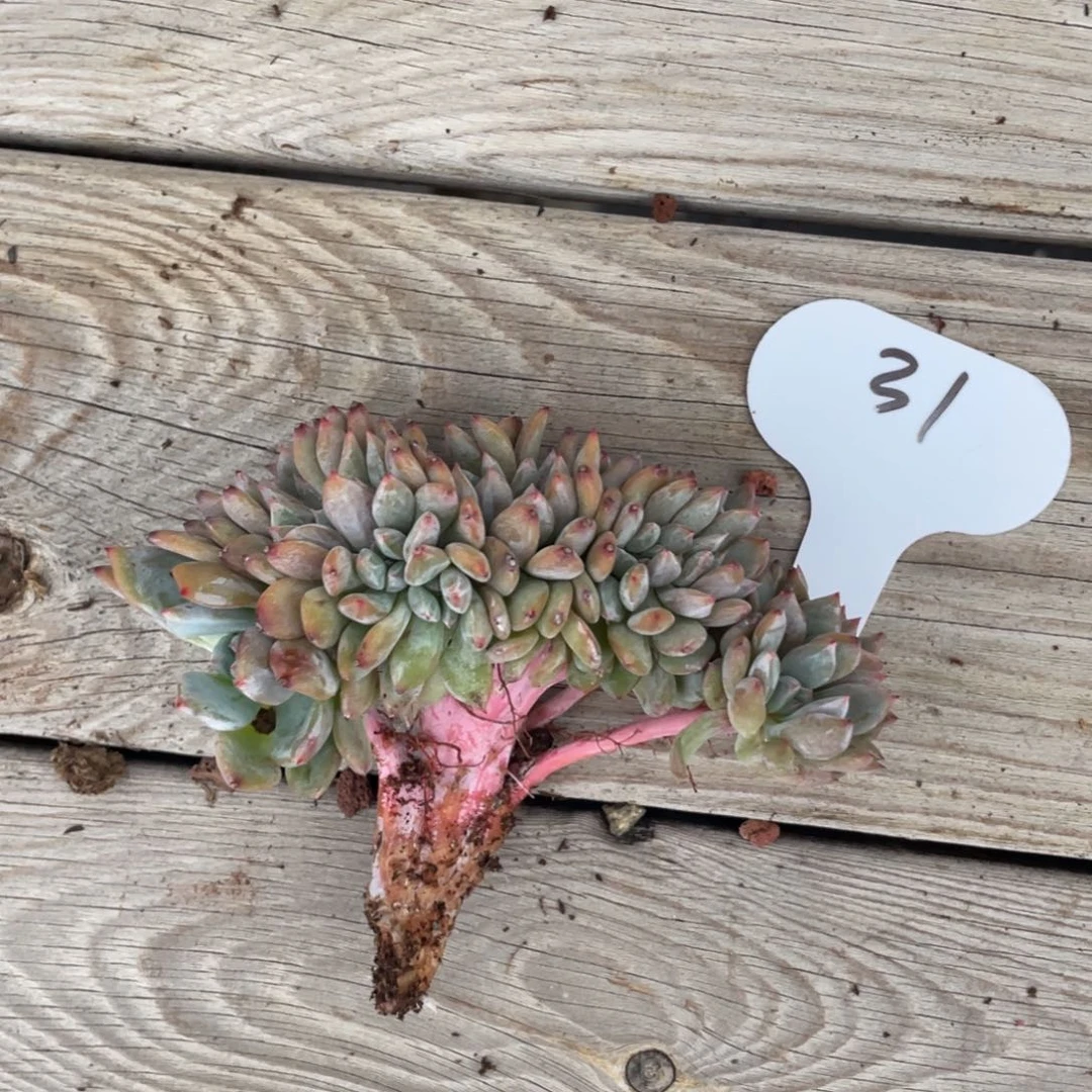 星影缀化小树微瑕有切痕31号