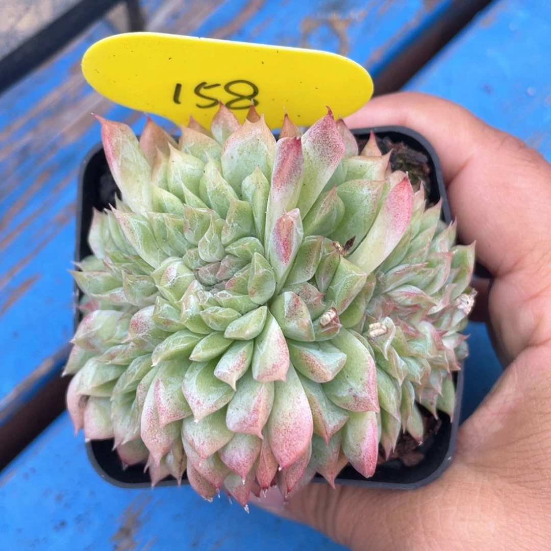 糖心杂交缀化一个158