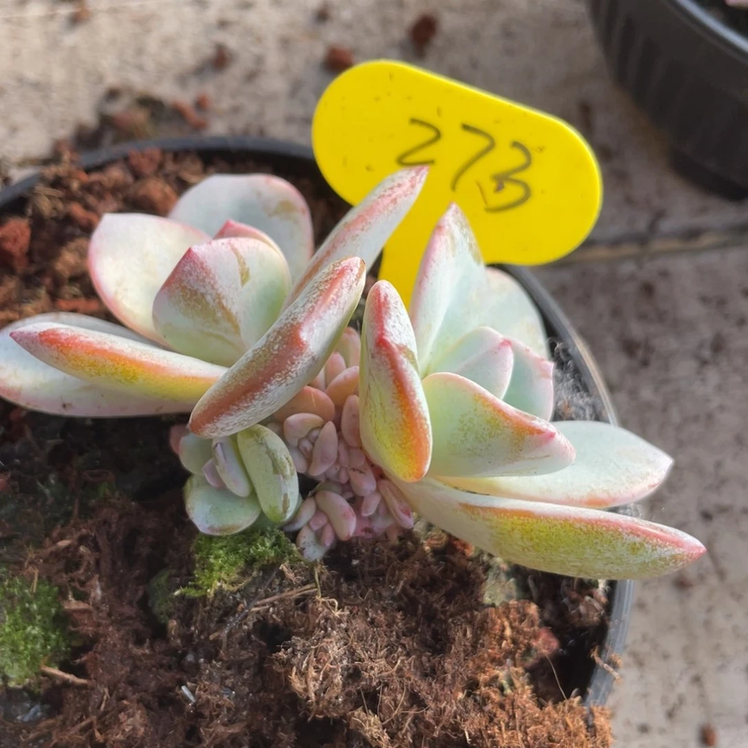 奶茶群生一个273