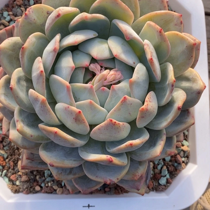 【闪购商品】番*橙子