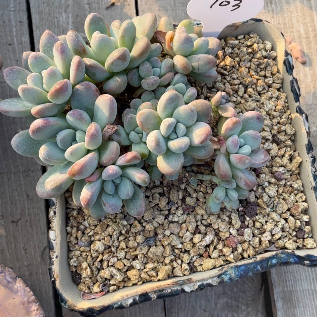 香芋瑕疵一个不包断枝103