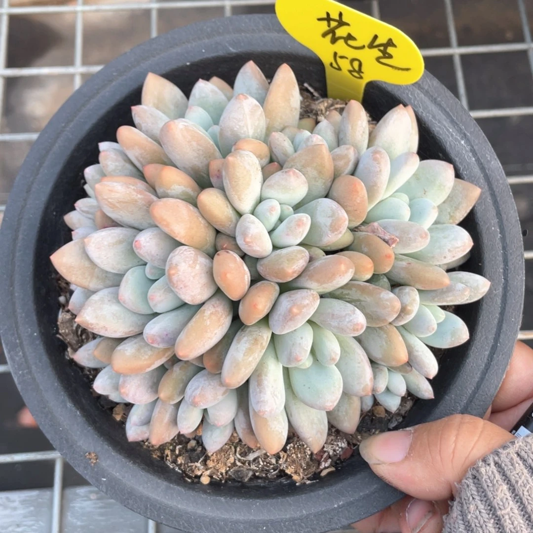 花*阿黎寄养出香水一个58