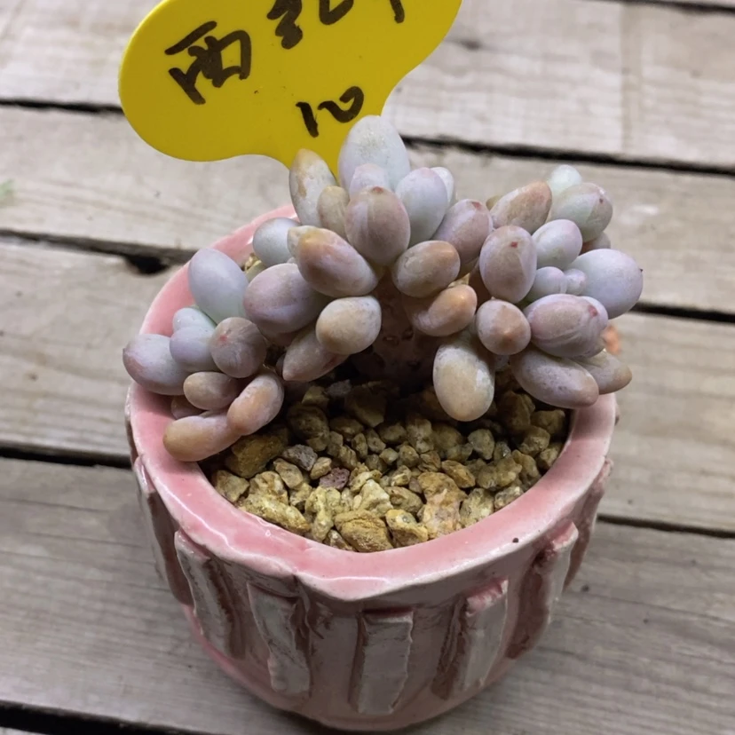 【闪购商品】西****样汤圆