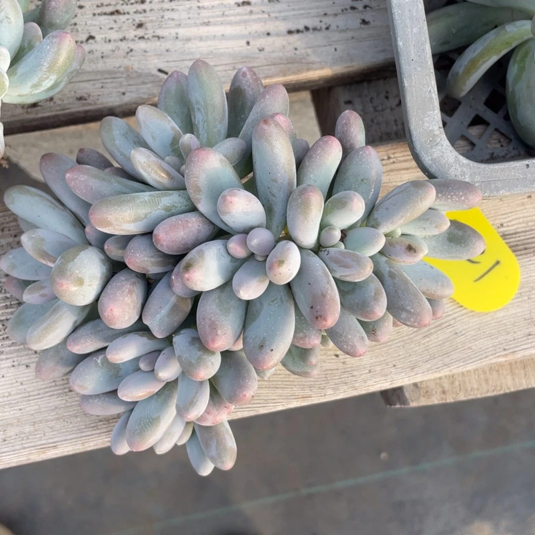 汤圆群生一个221多肉