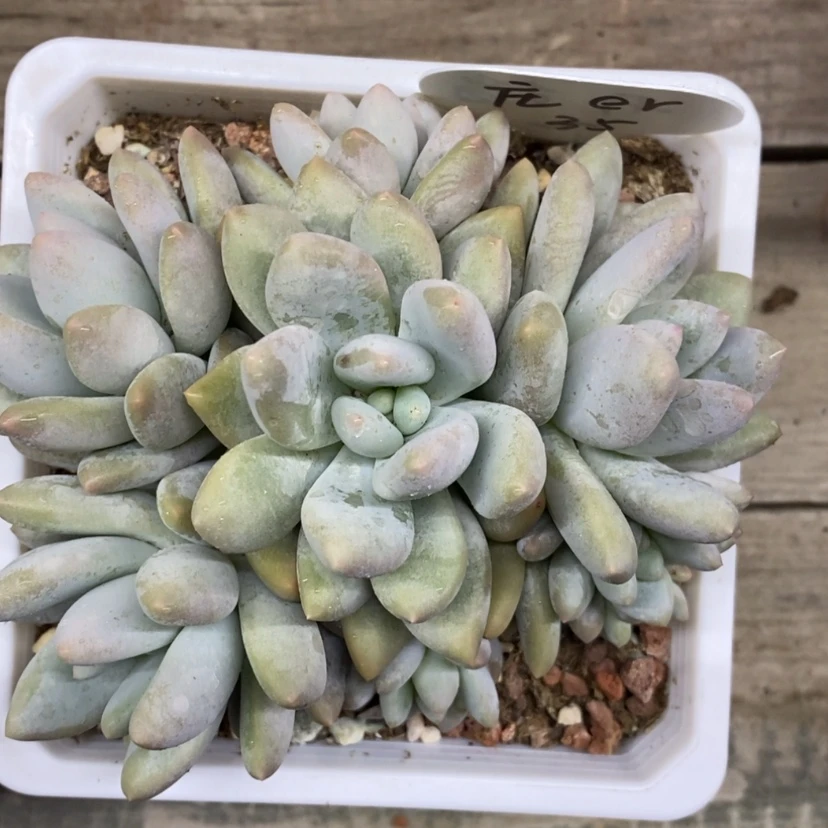 【闪购商品】庄**r开播2