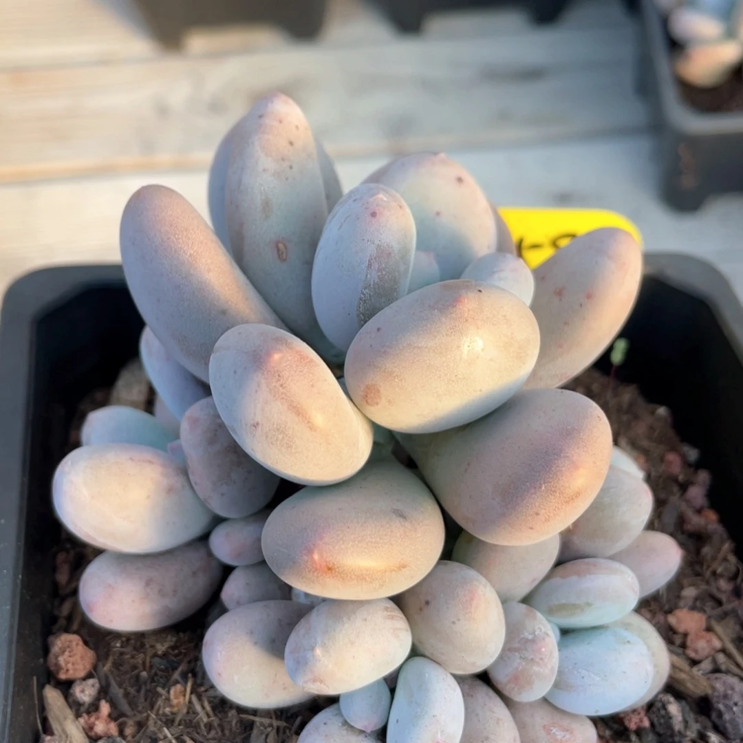 大叶奶群生一个159