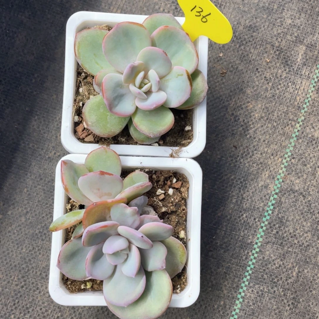 韩版奶茶两个一组136