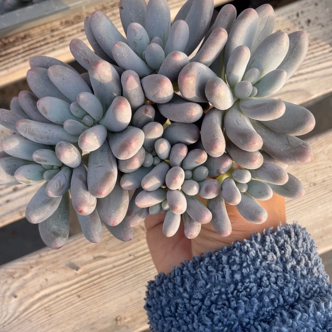 淑*汤圆群生一个多肉210