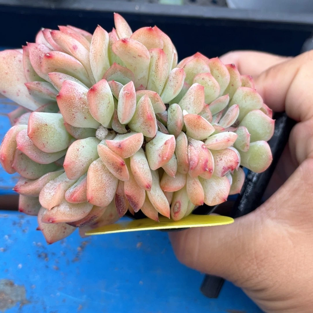 刚毅缀化一个18号