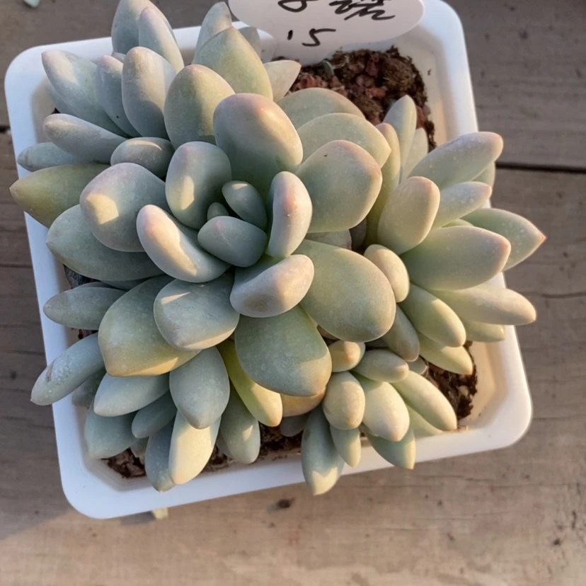 【闪购商品】子****a香水
