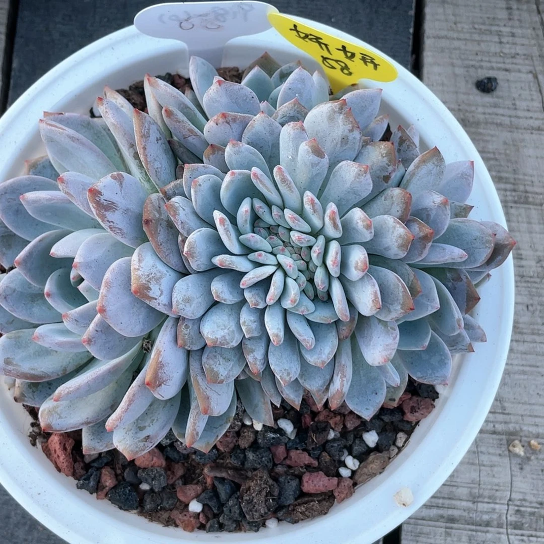 妍***一星影缀化小树58