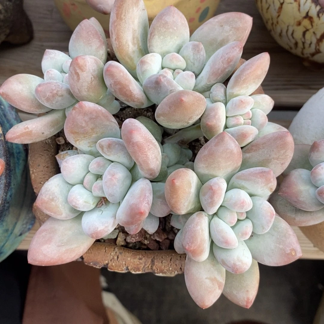 多肉奶酪体香水啦啦啦