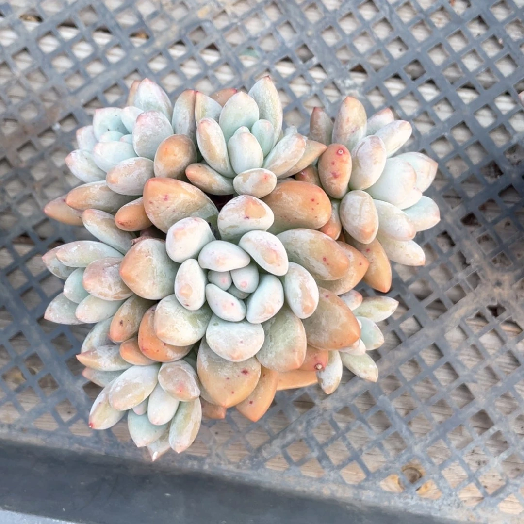 奶酪体香水一个152多肉