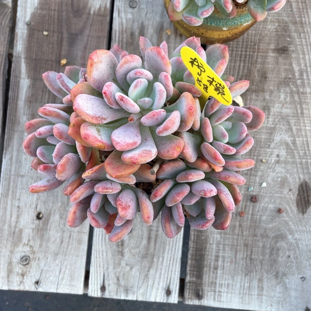 柠****道灰姑娘群生一个58