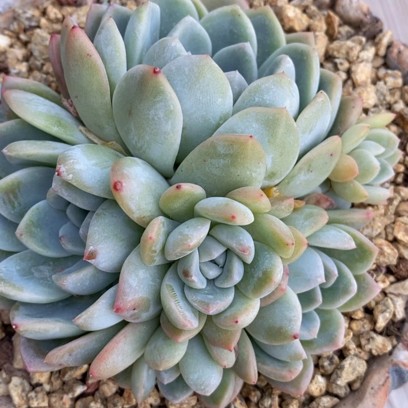 【闪购商品】西****样冰玉四个