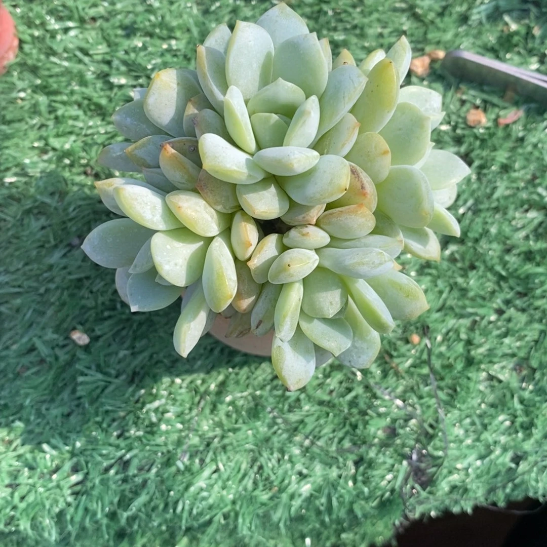 多肉静雪朵朵缀啦