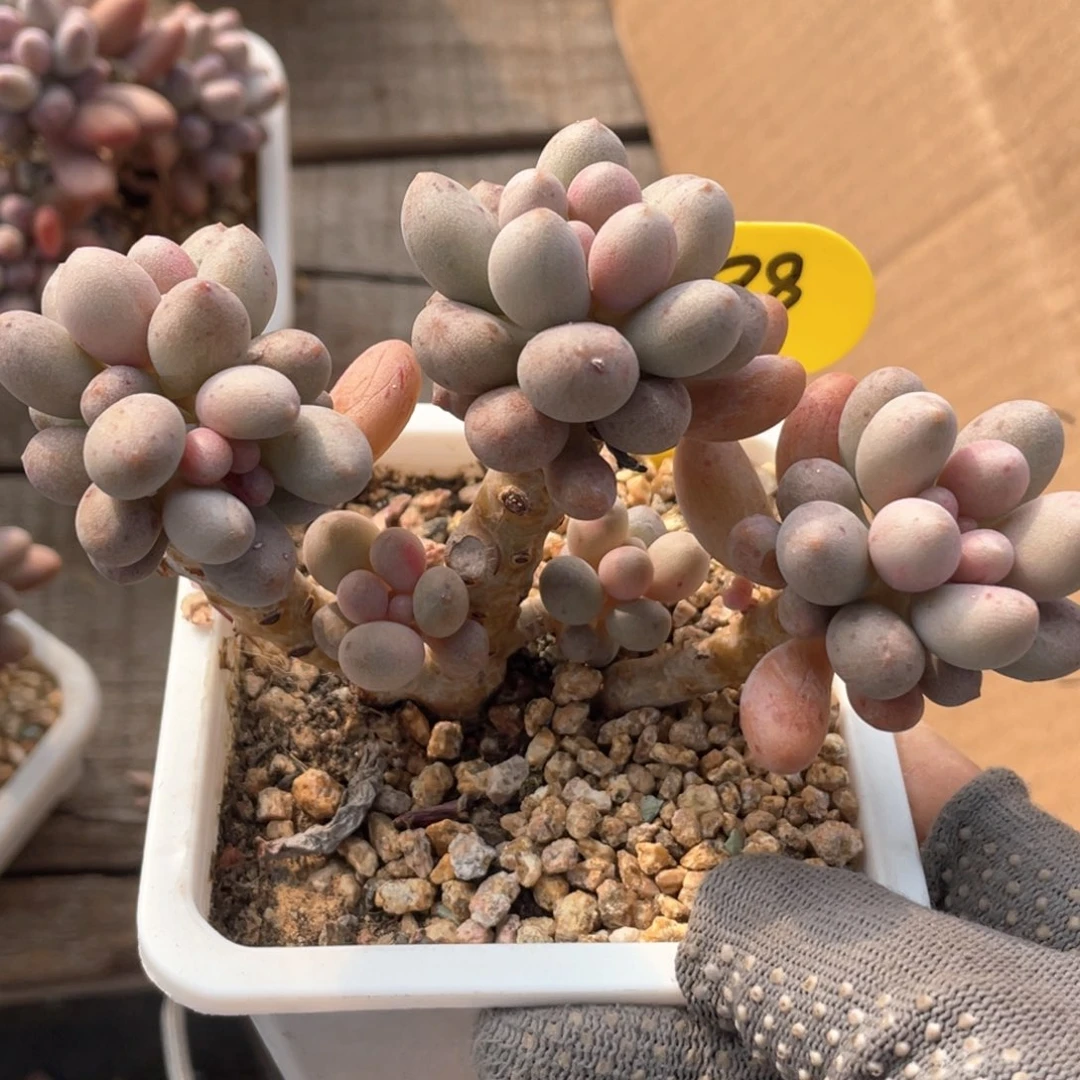 ?*、桃花奶群生一个288