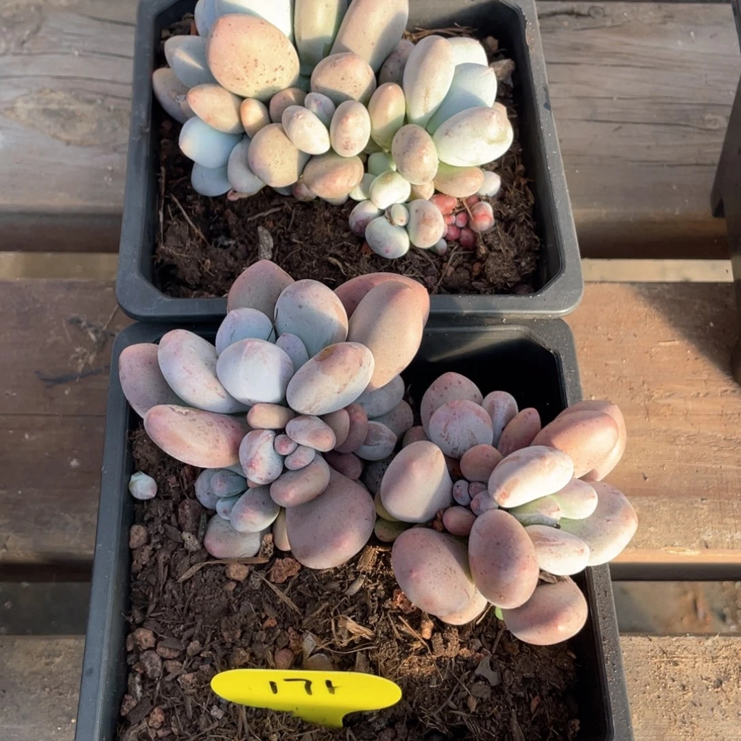 ?*糖大叶奶群生两个一组171