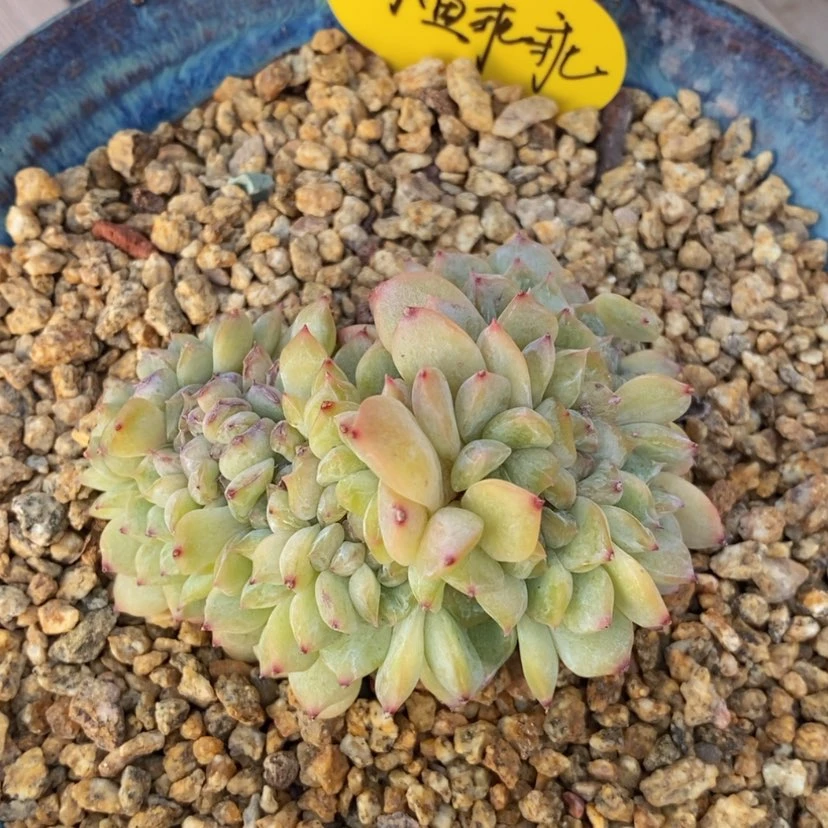 【闪购商品】小**乖小鱼
