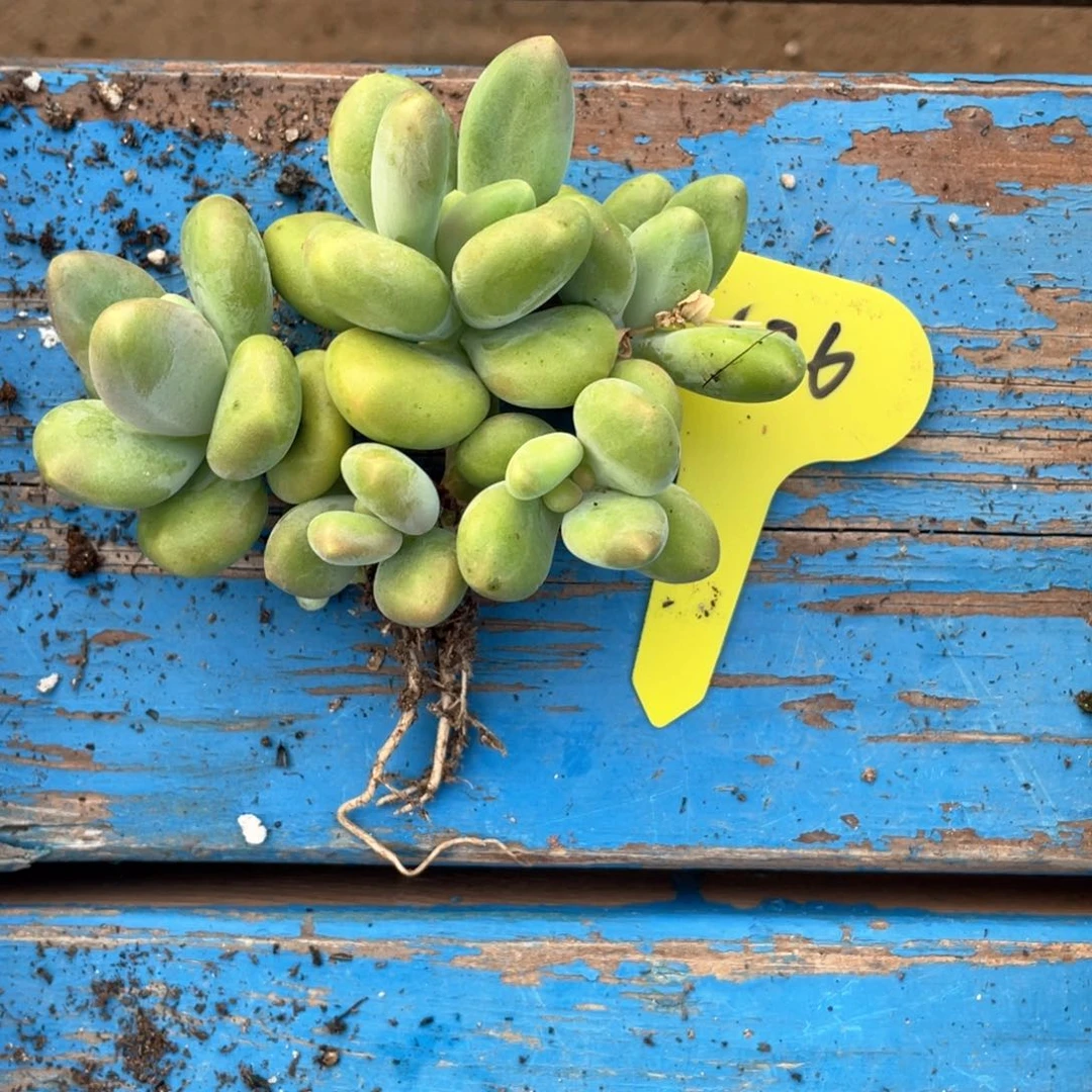 芒果奶多肉一个126