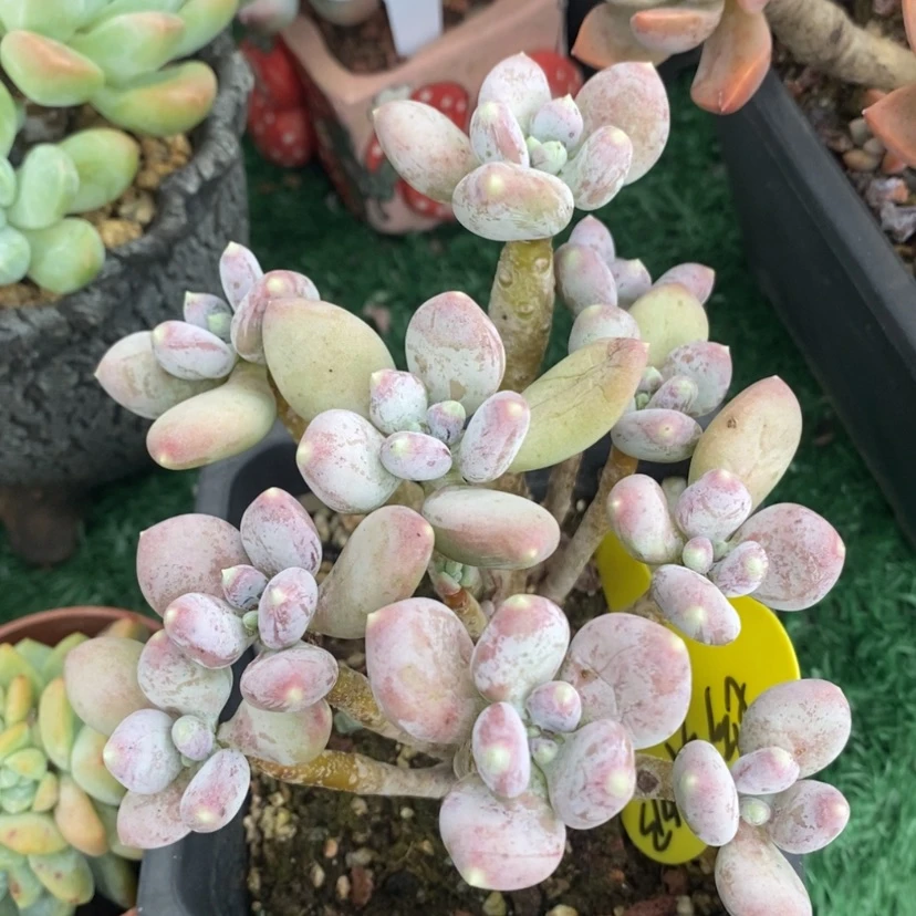【闪购商品】珍舞奶啦啦啦啦啦啦