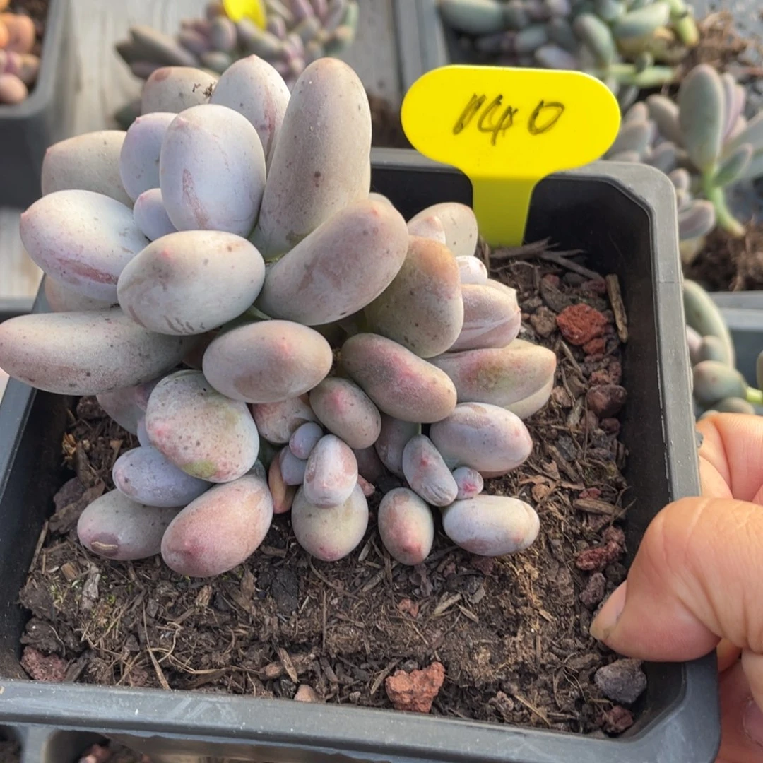 140号大叶奶群生六头