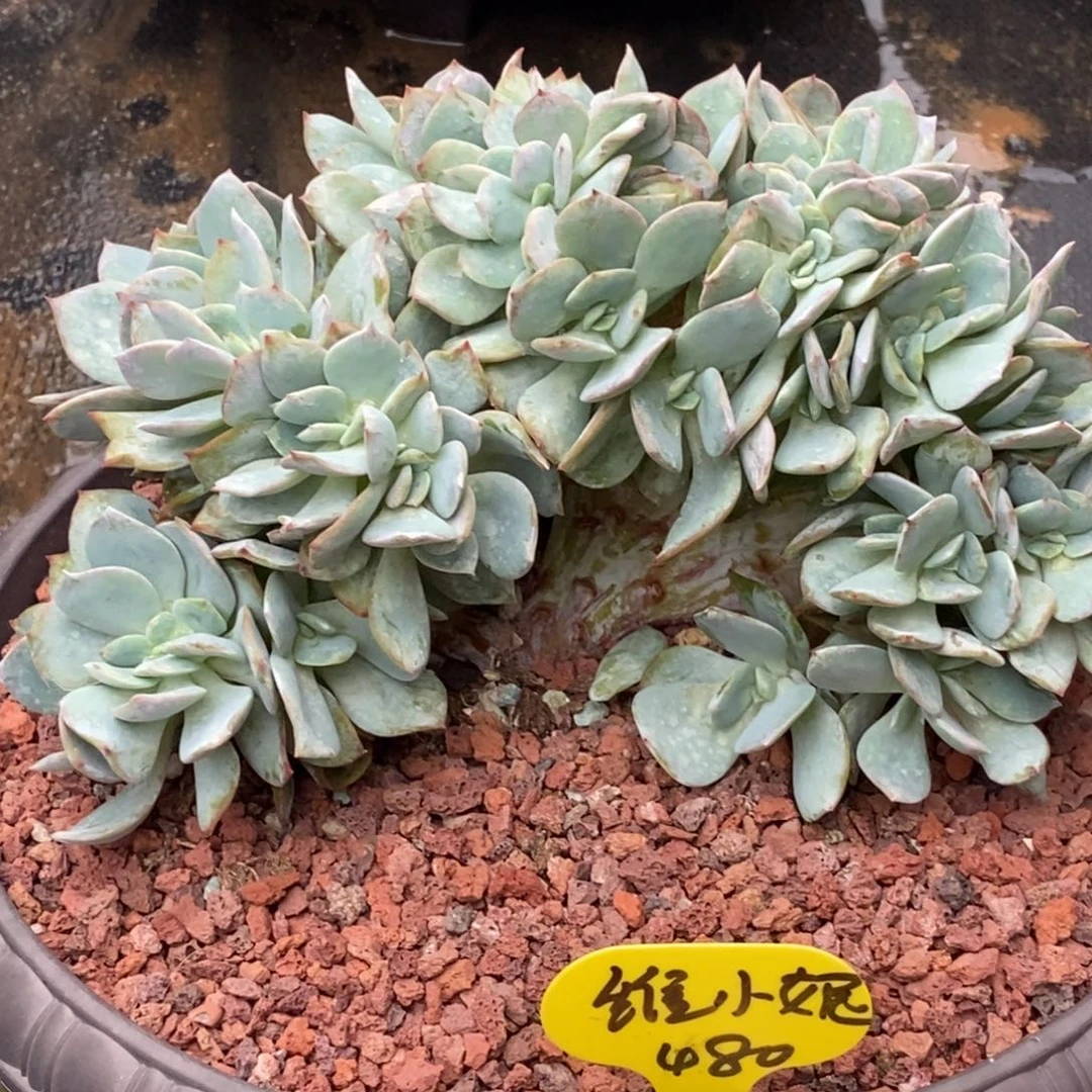 维*妮白凤缀化小树480