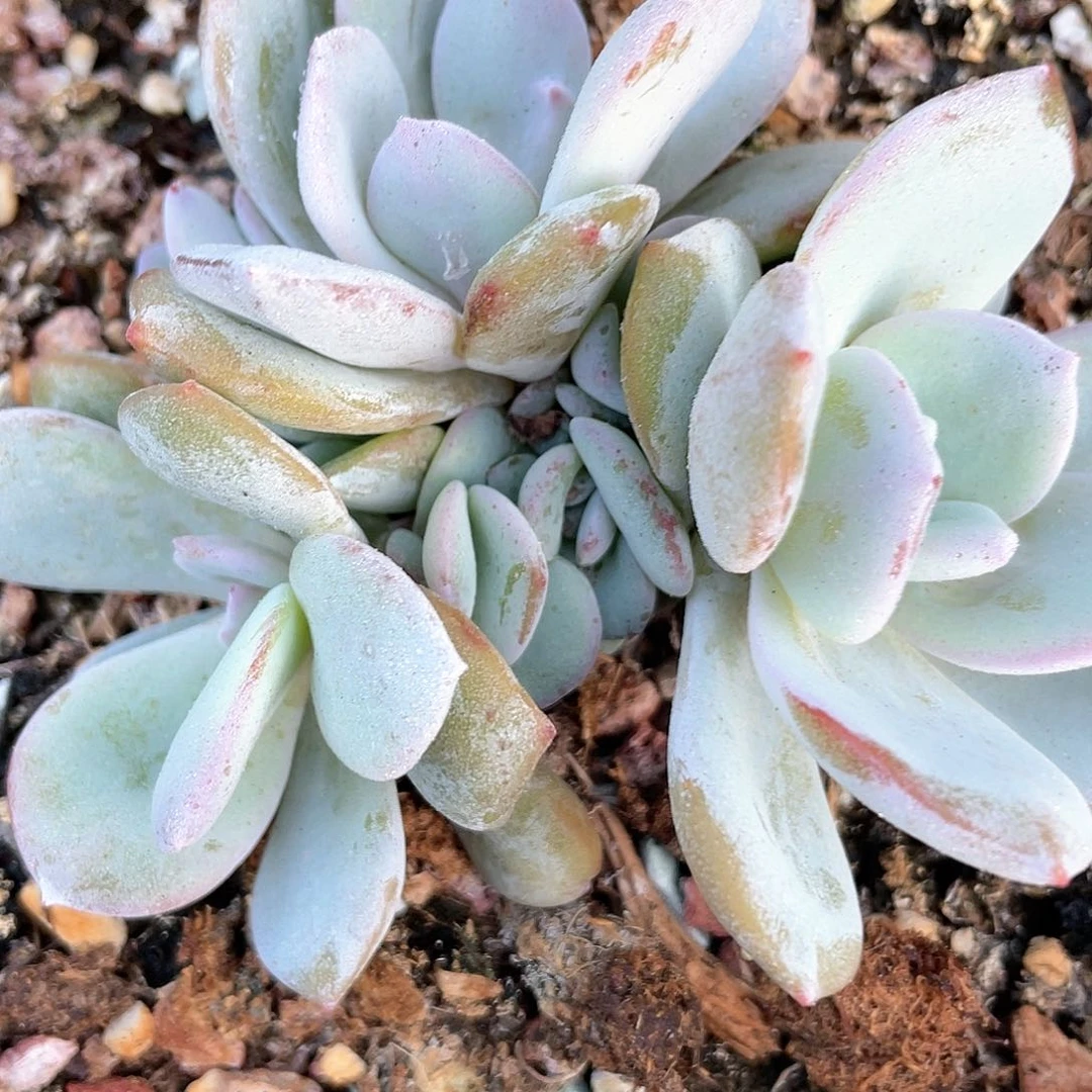 多肉奶茶群生一个093