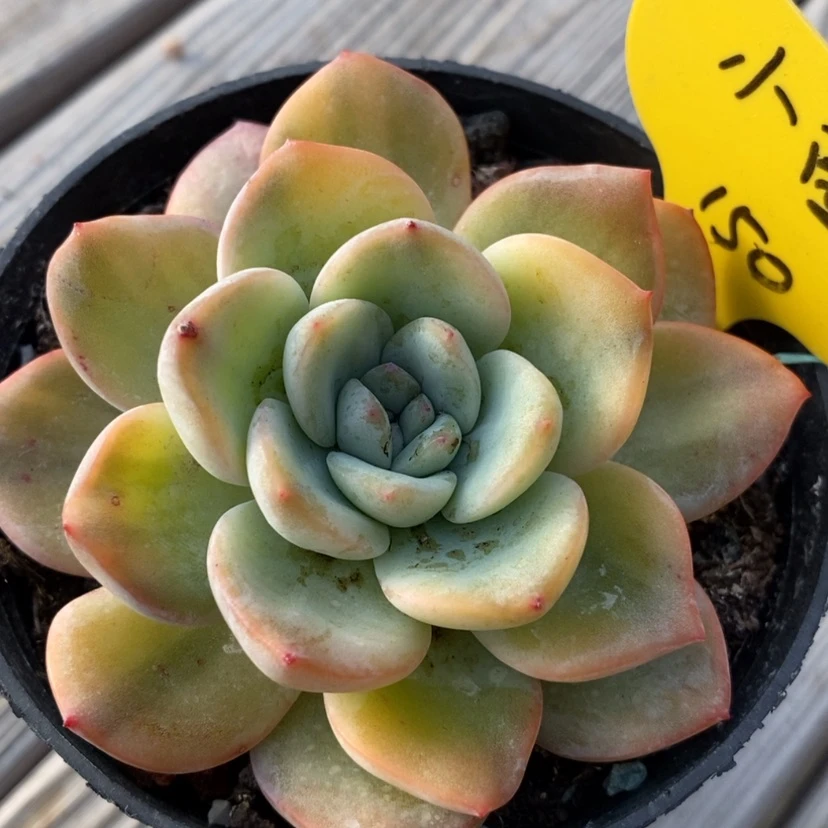 【闪购商品】小**乖泡芙锦