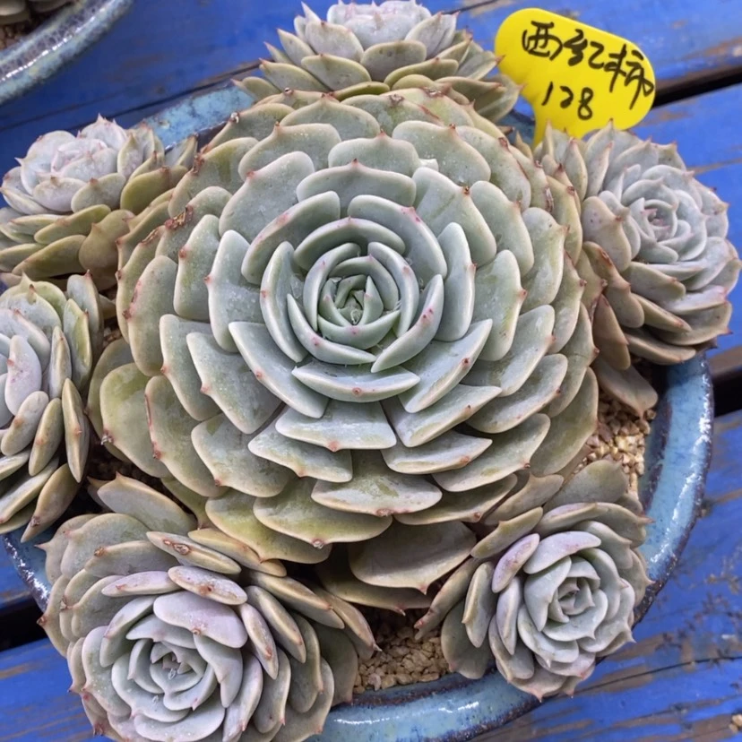 【闪购商品】西****样粉蝶