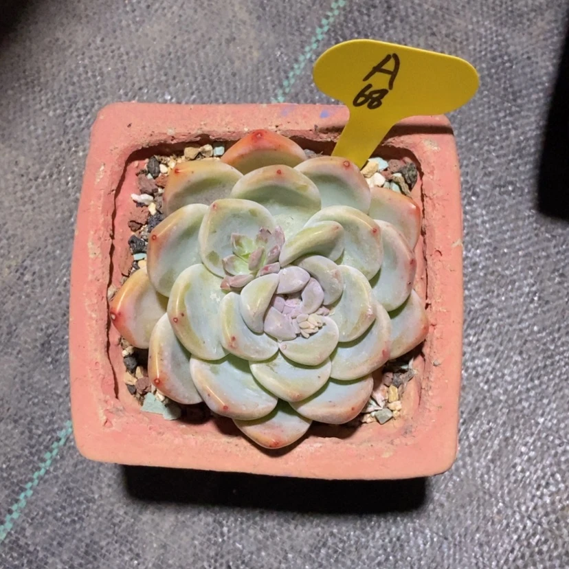 【闪购商品】A****A冰玉