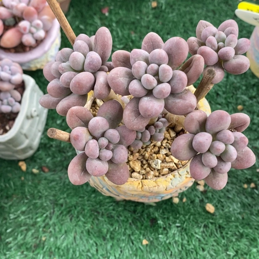 【闪购商品】多肉五头带崽糖豆