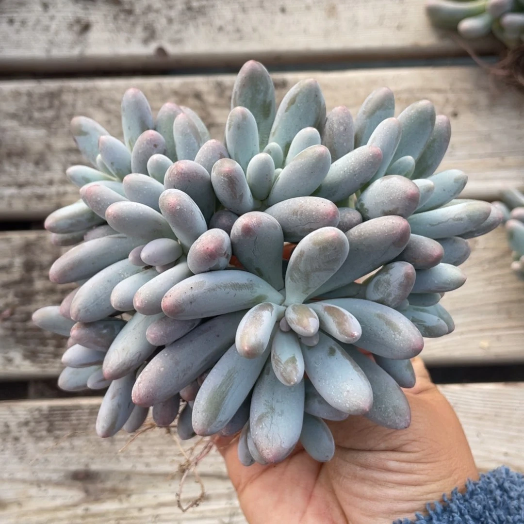 汤圆群生12头多肉243