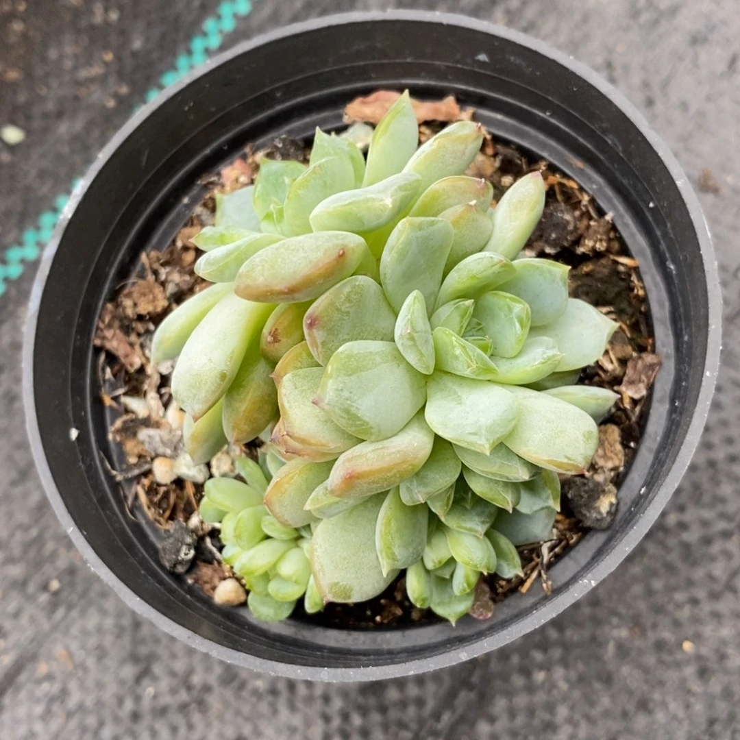 多肉冰魄群生啦啦啦