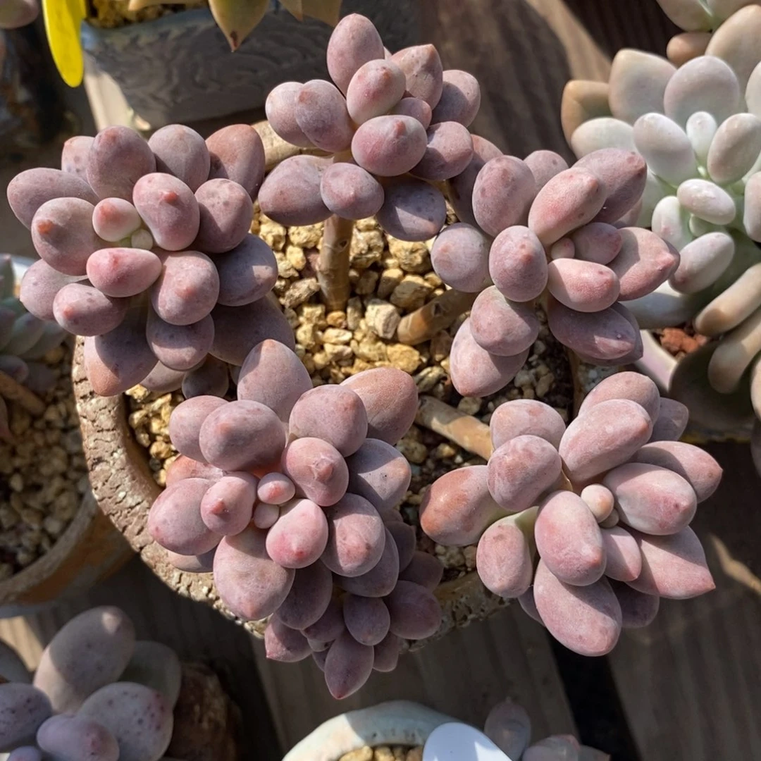 多肉糖豆老桩A313