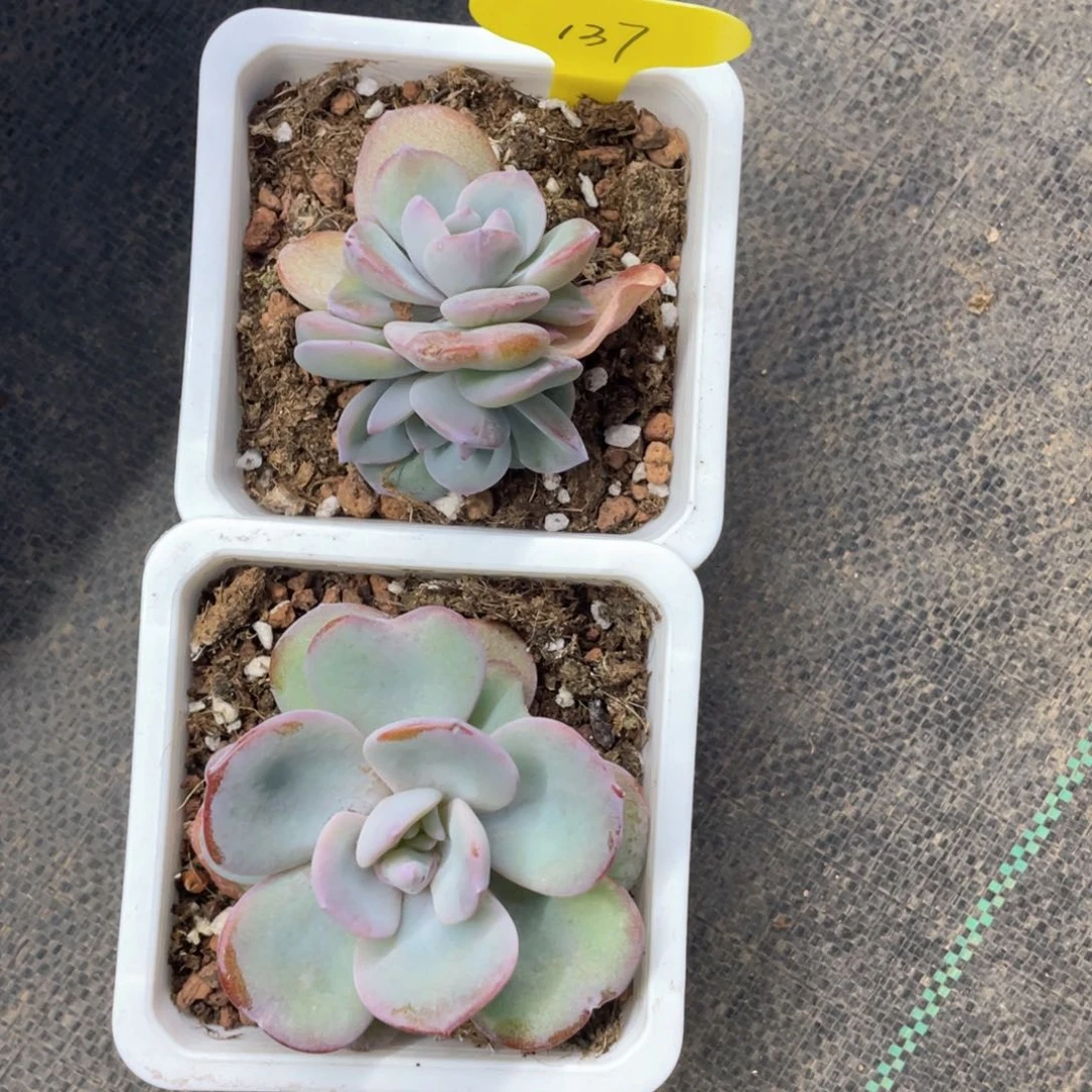 韩版奶茶两个一组137