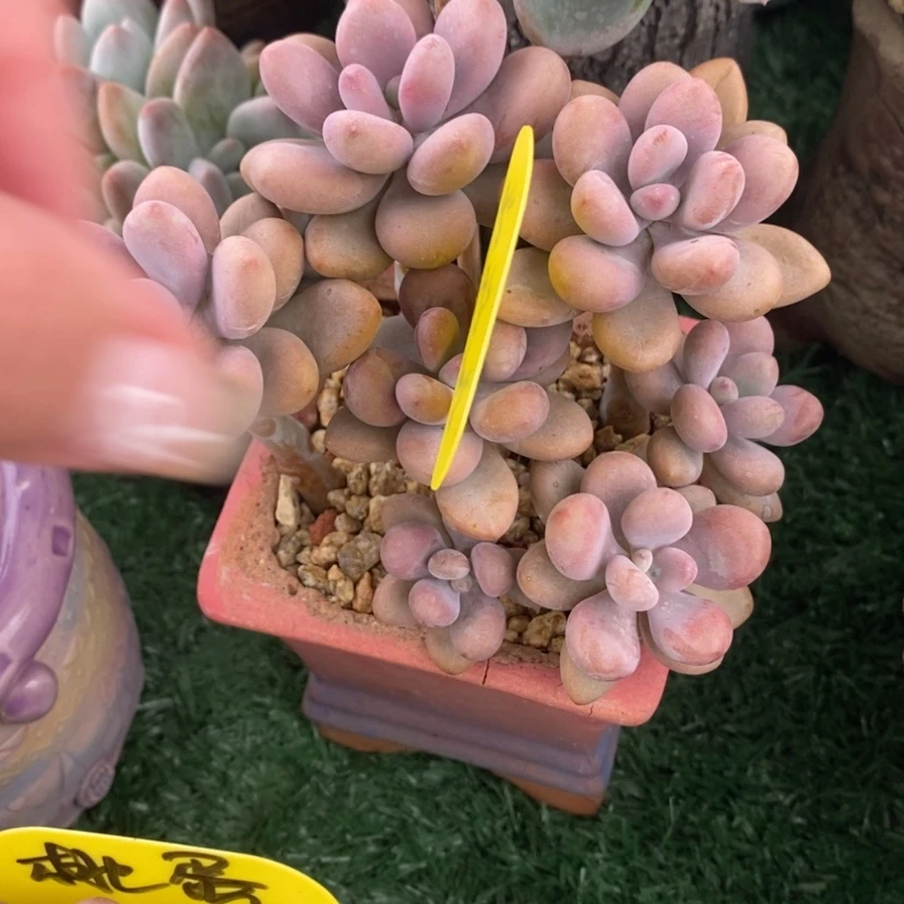 【闪购商品】嘻*哈桃蛋啦啦啦啦啦啦啦