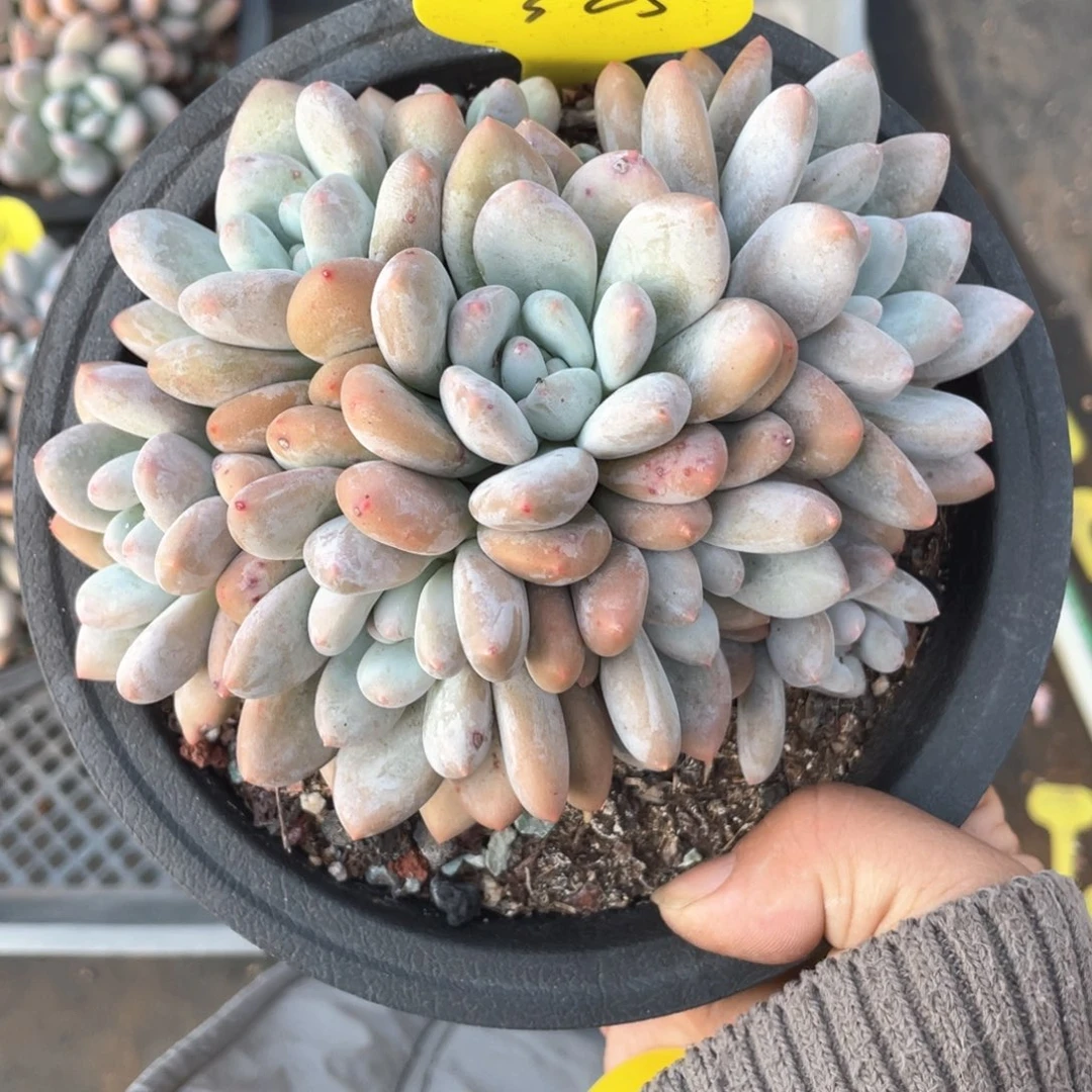 奶酪体香水多肉一个325