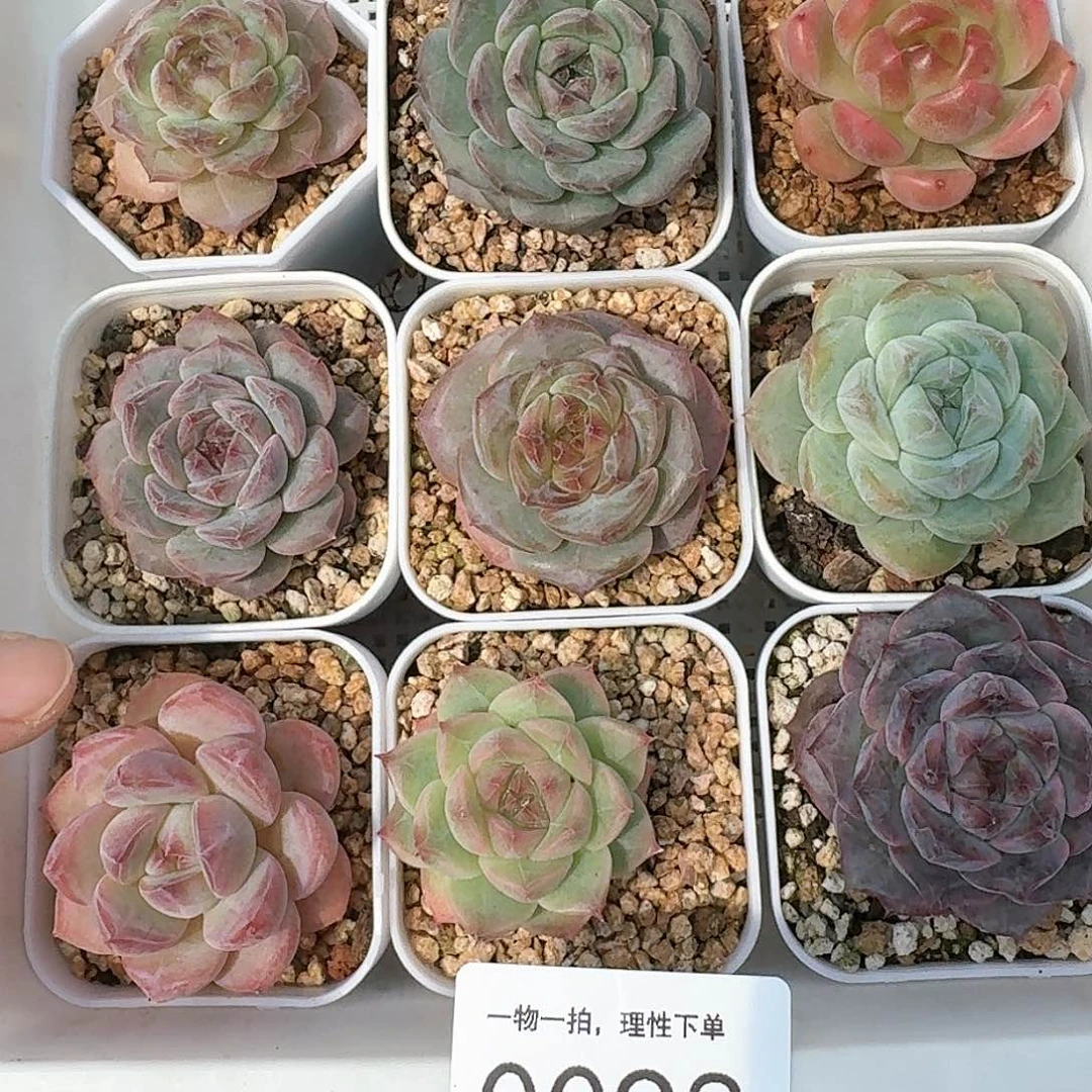 杂交新品珍妮多肉98