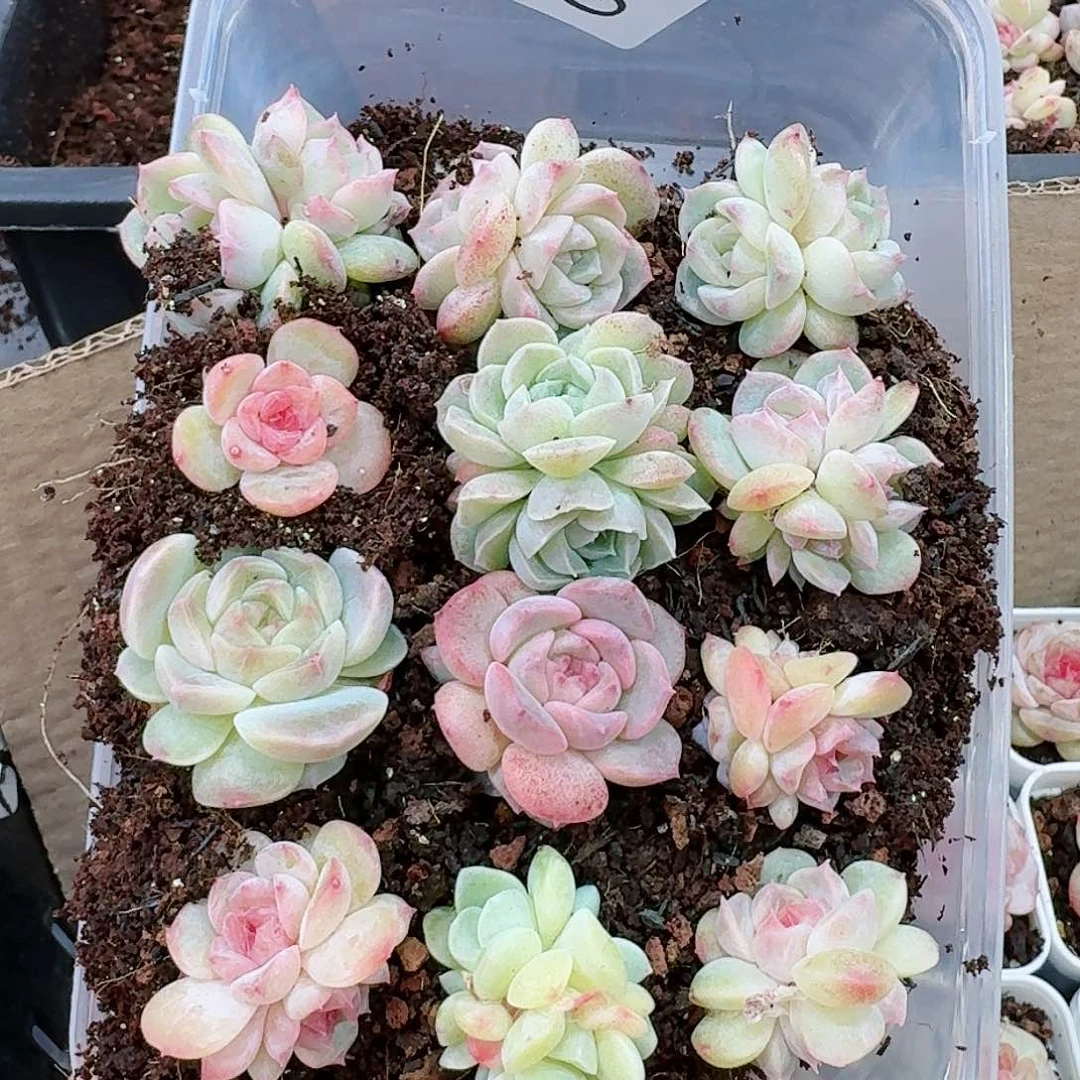 杂交新品珍妮多肉166