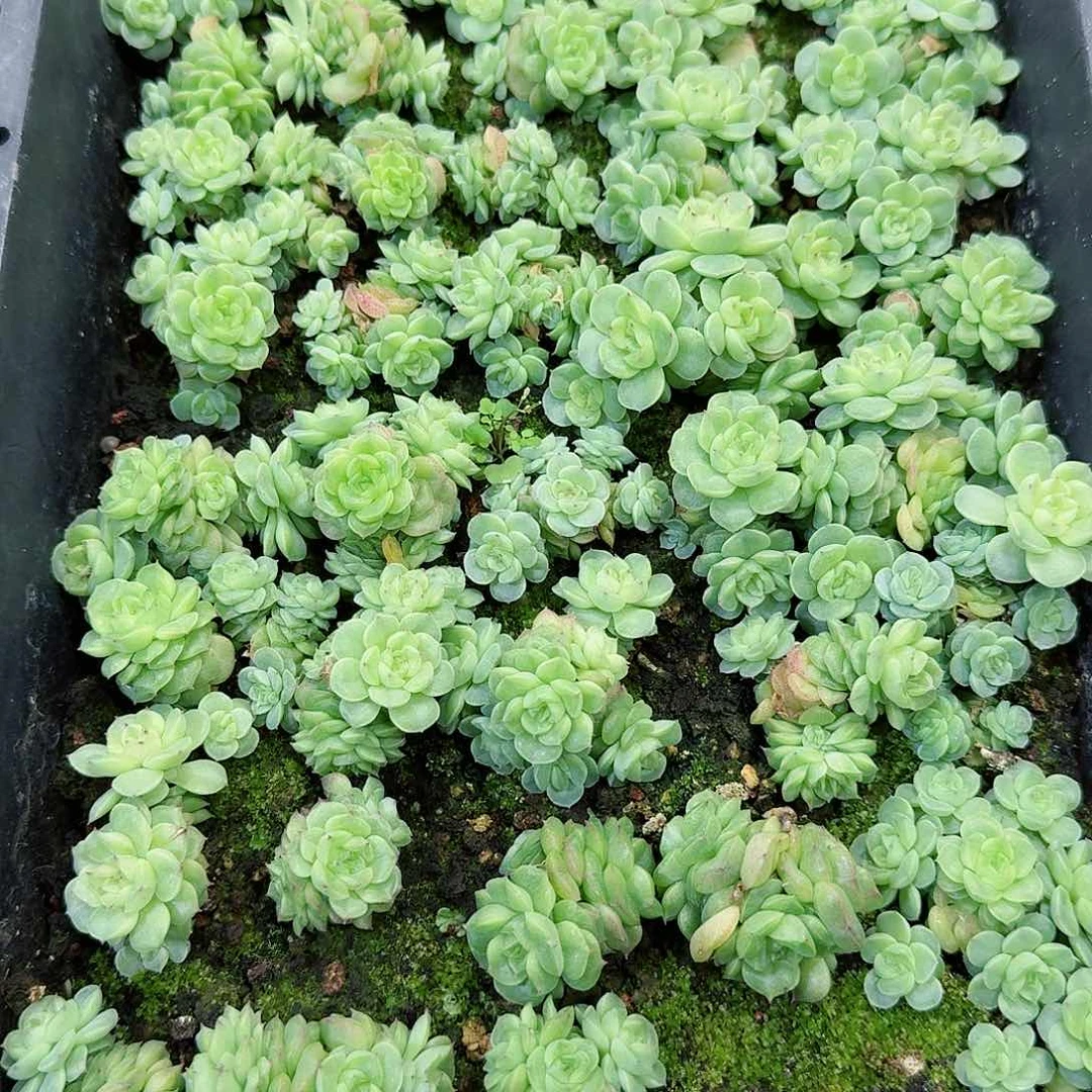 把****我杂交新品珍妮多肉126