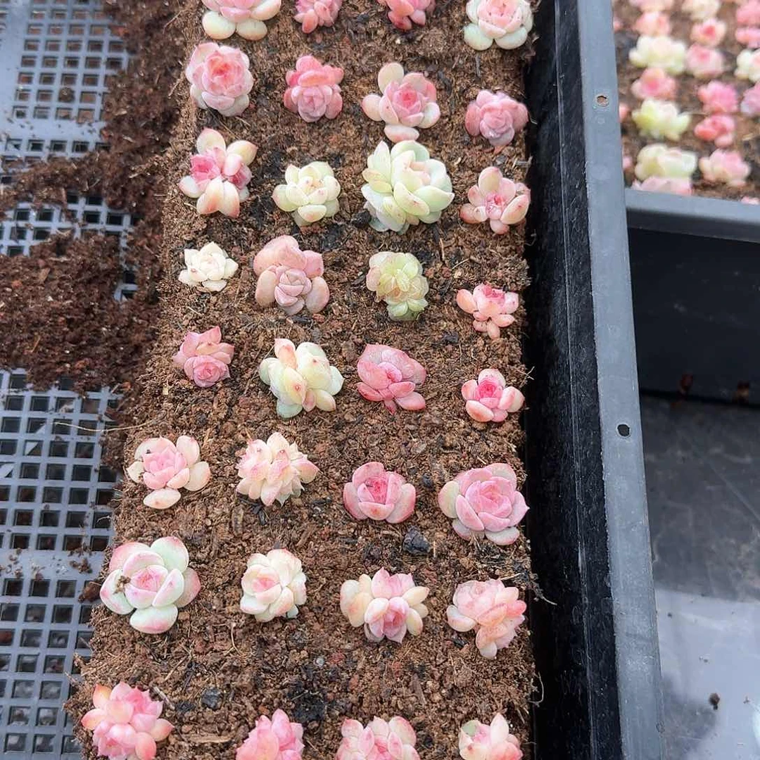 杂交新品珍妮多肉99