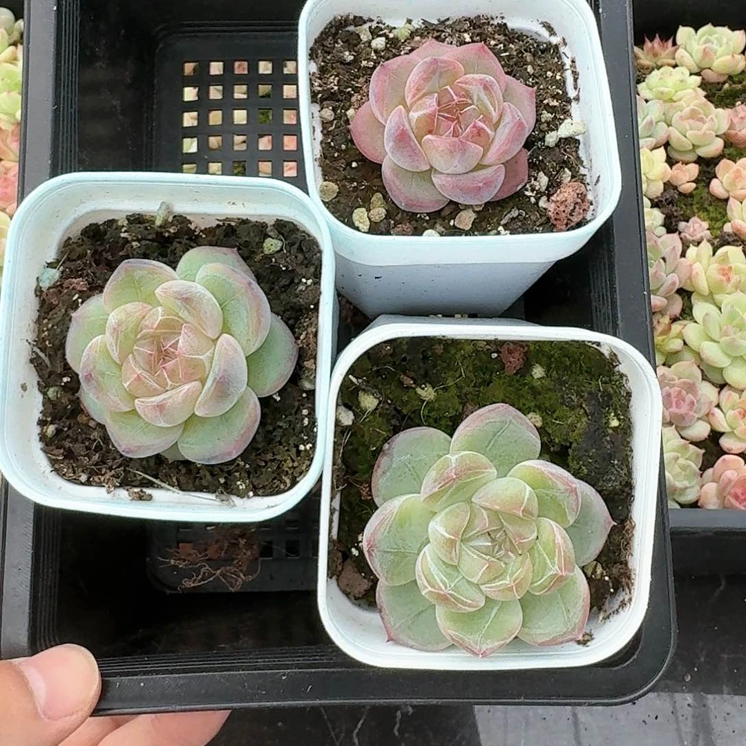 杂交新品珍妮多肉219