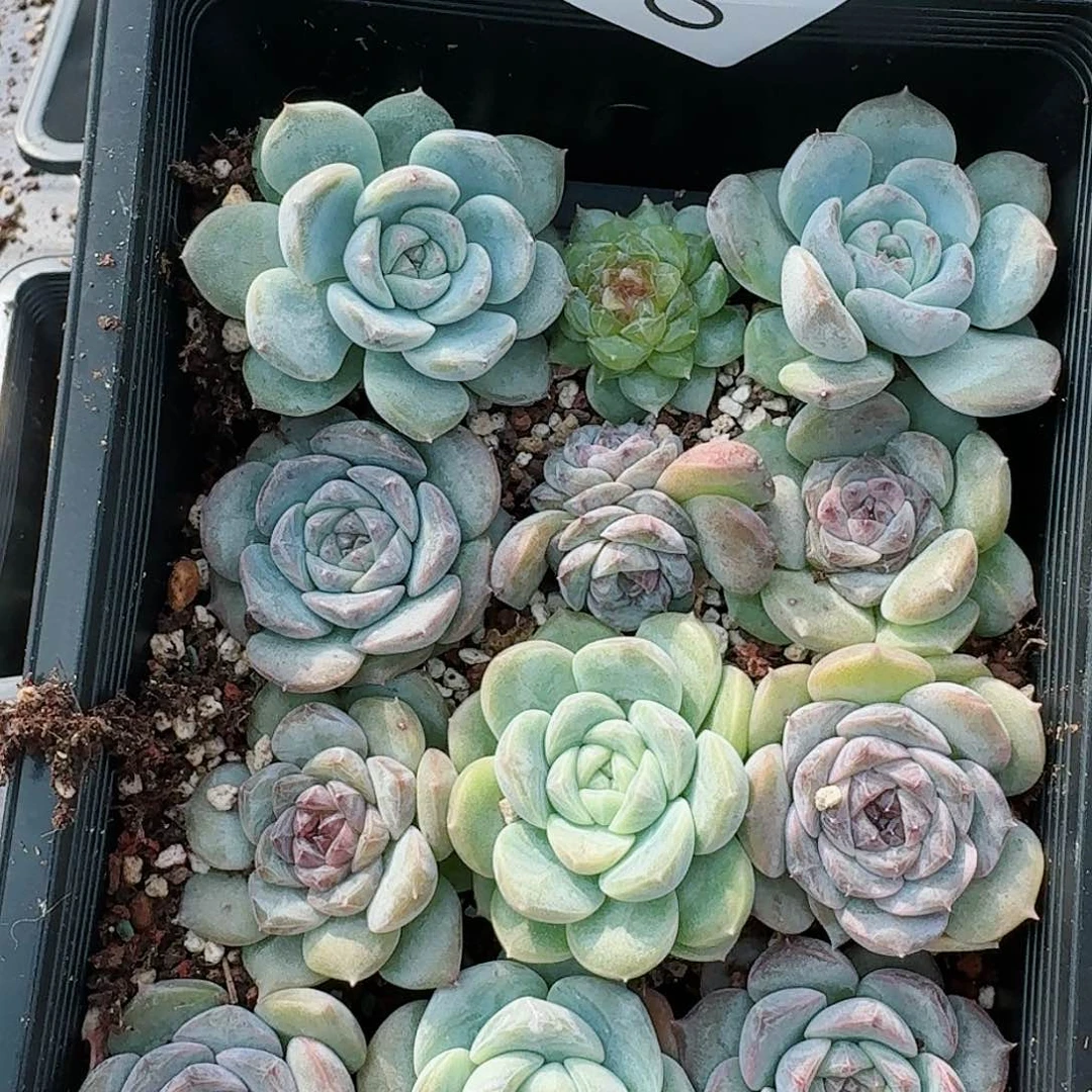 杂交新品珍妮多肉146