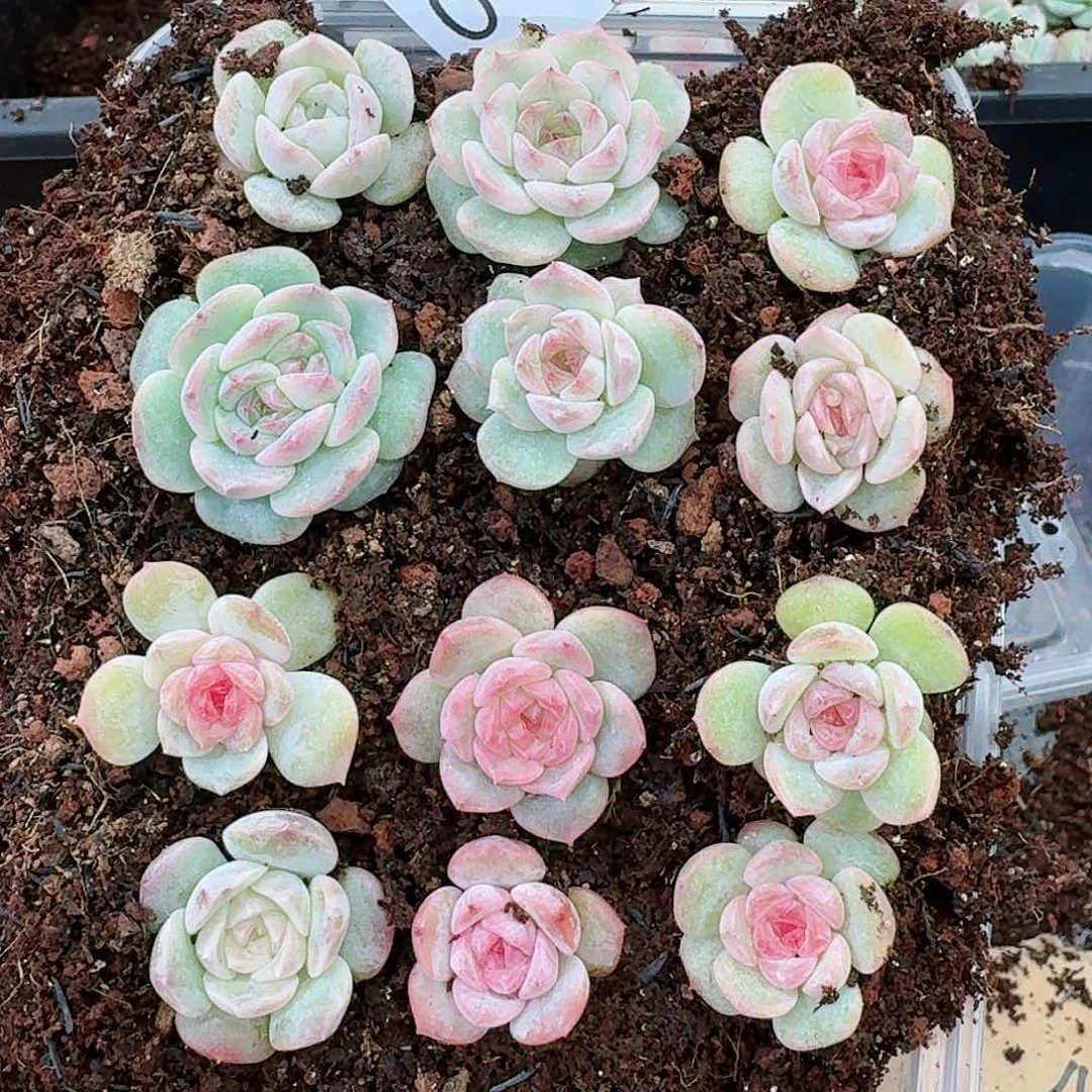 杂交新品珍妮多肉107