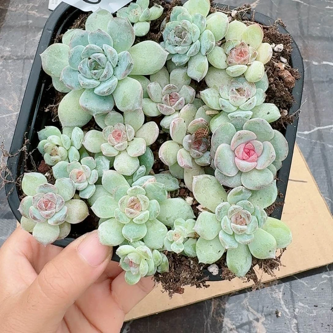 杂交新品珍妮多肉124